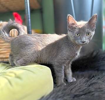 Photo of Willow