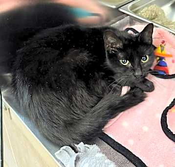 Photo of Onyx(Samples/Vess Cat 1)