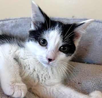 Photo of Honey Bee @Nine Lives Cat Cafe
