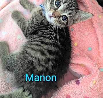 Photo of Manon @Nine Lives Cat Cafe