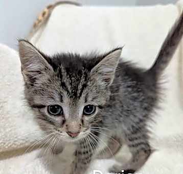 Photo of Dorian @Nine Lives Cat Cafe