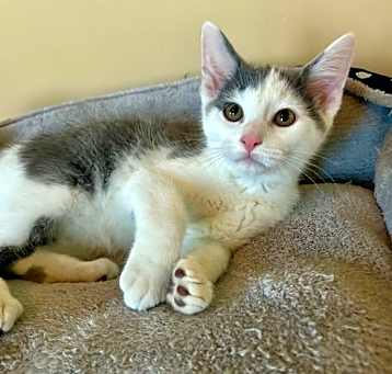 Photo of Cicada @Nine Lives Cat Cafe