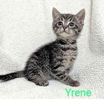 Photo of Yrene @Nine Lives Cat Cafe