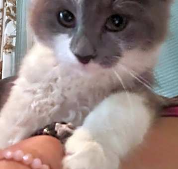 Photo of Beetle @Nine Lives Cat Cafe