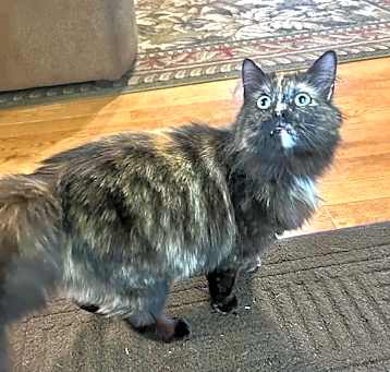 Photo of Bubbles