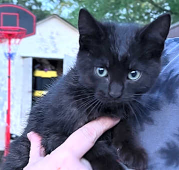 Photo of Kitten 2