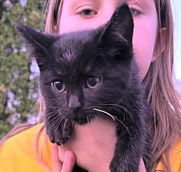 Photo of Kitten 3