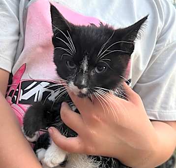 Photo of Kitten 1