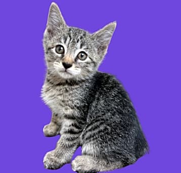 Photo of TUSC-Stray-80437