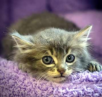 Photo of FLUFFERNUTTER-29833