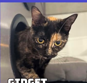Photo of Gidget 