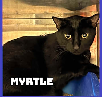 Photo of Myrtle 