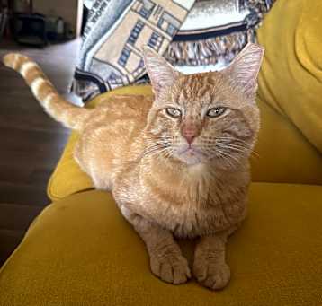 Photo of Macchiato