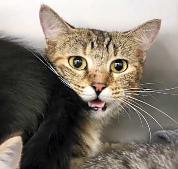 Photo of Lady Mew