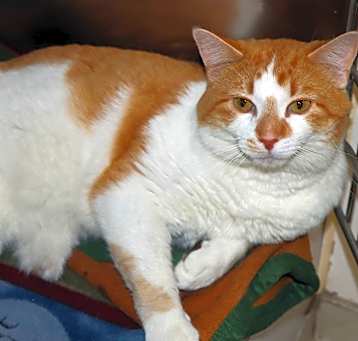 Photo of Wels