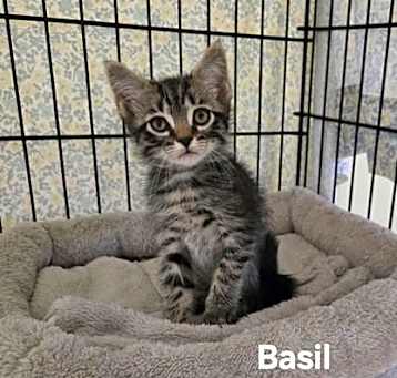 Photo of Basil