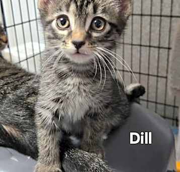 Photo of Dill