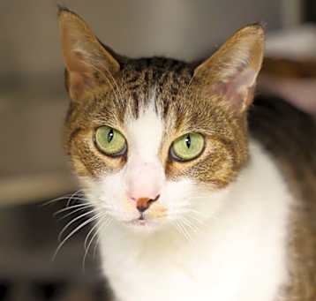 Photo of PEANUT
