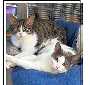 Photo of Gremlin & Greta