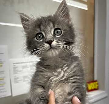 Photo of Chunky Monkey