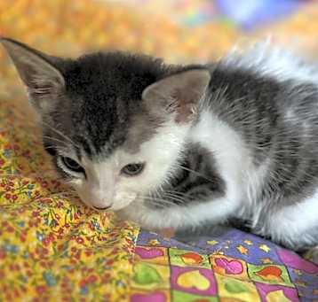 Photo of Weechee