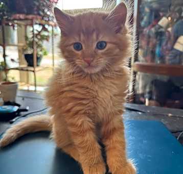 Photo of Meeny