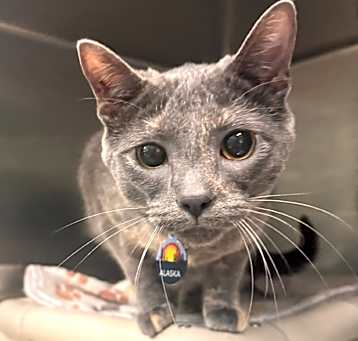 Photo of Alaska- PetSmart Belleville