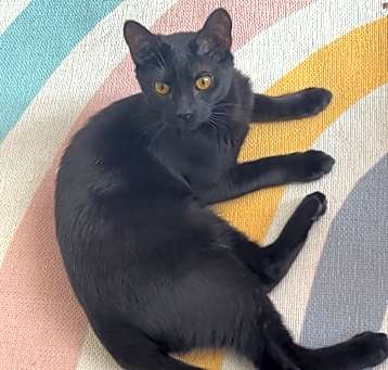 Photo of Momo