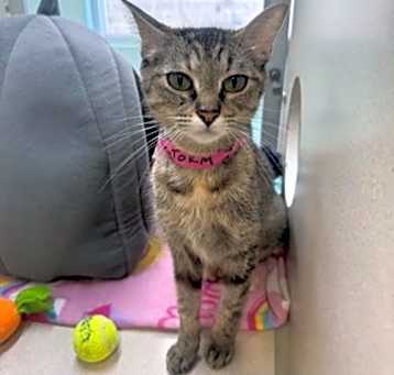 Photo of STORM