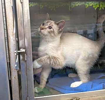Photo of Buttermilk *special needs*
