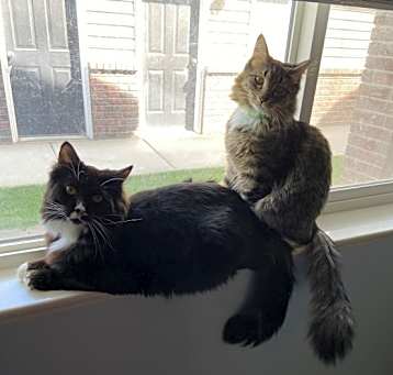 Photo of Bobo and Toby