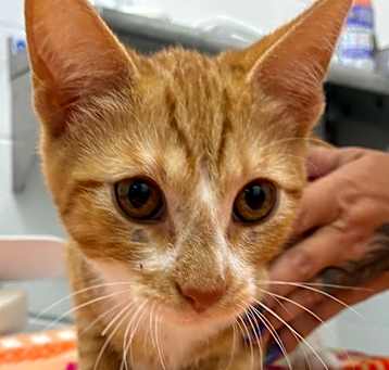Photo of Queso