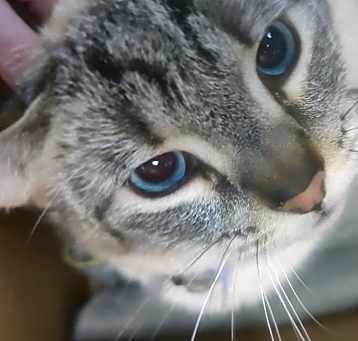 Photo of Apollo