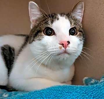 Photo of Patches