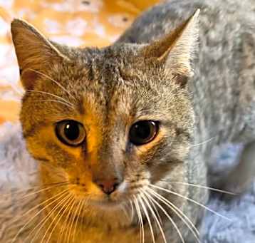 Photo of Buddy