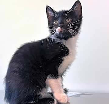 Photo of Magnolia