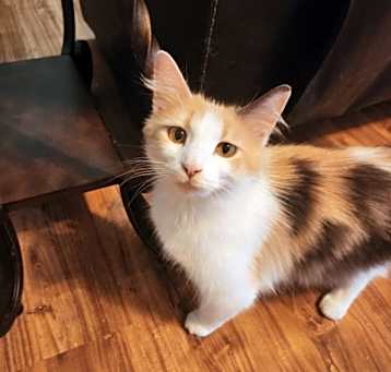 Photo of Peach