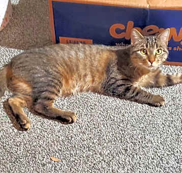 Photo of Tabasco