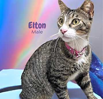 Photo of Elton