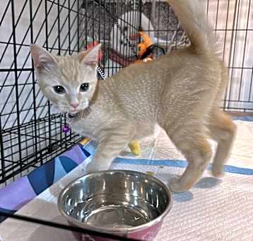 Photo of Greta Kittens : Heidi