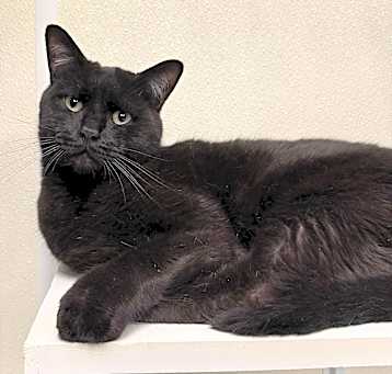 Photo of Shadow