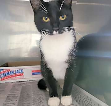 Photo of Tuxie #19160