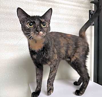 Photo of Sugar
