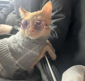 Photo of Meow meow