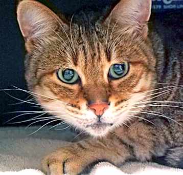 Photo of Tiger Boy