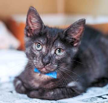 Photo of 83208a Rex Splode- PetSmart No