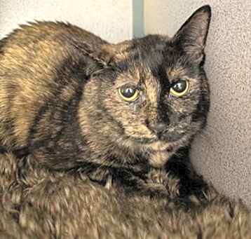 Photo of Freya