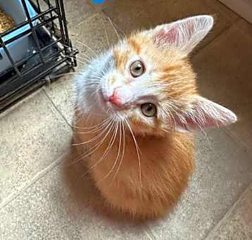 Photo of Samson