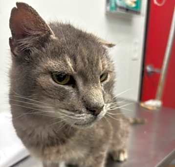 Photo of Smokey