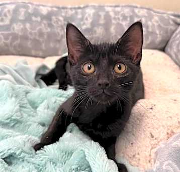 Photo of Panther